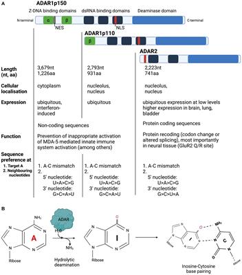 Programmable RNA editing with endogenous ADAR enzymes – a feasible option for the treatment of inherited retinal disease?